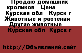  Продаю домашних кроликов › Цена ­ 700 - Курская обл., Курск г. Животные и растения » Другие животные   . Курская обл.,Курск г.